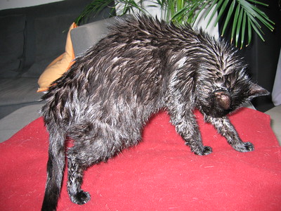 wet cat
